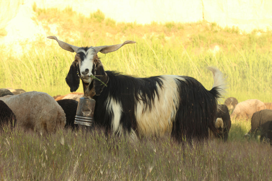 Pastoral Harmony: A Glimpse into Rural Life