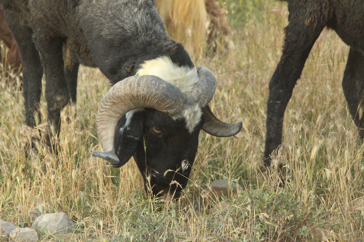 Pastoral Harmony: A Glimpse into Rural Life