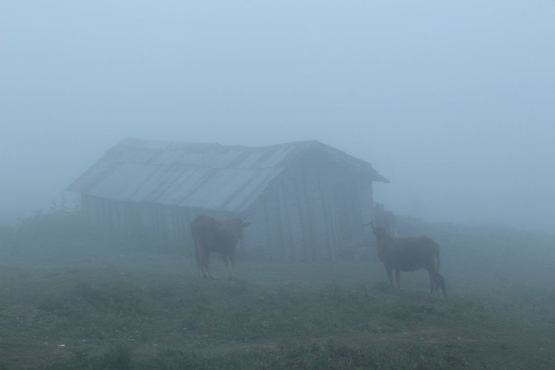 Pastoral Harmony: A Glimpse into Rural Life