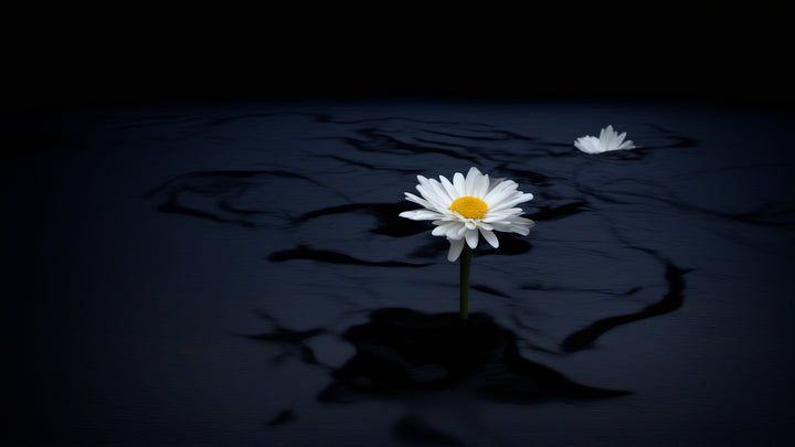 Blue Flower on Pitch