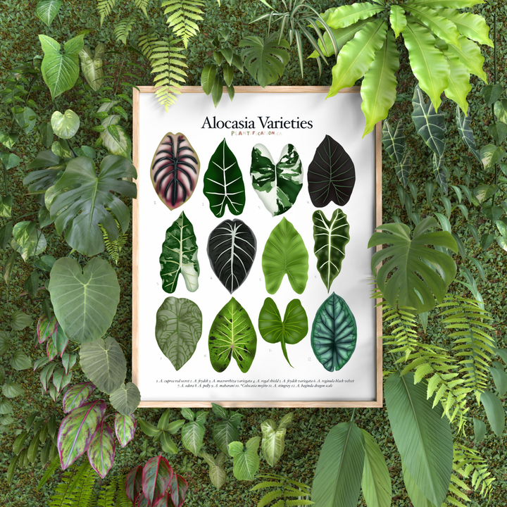 Alocasia Varieties - Plant Identification Chart Digital Download