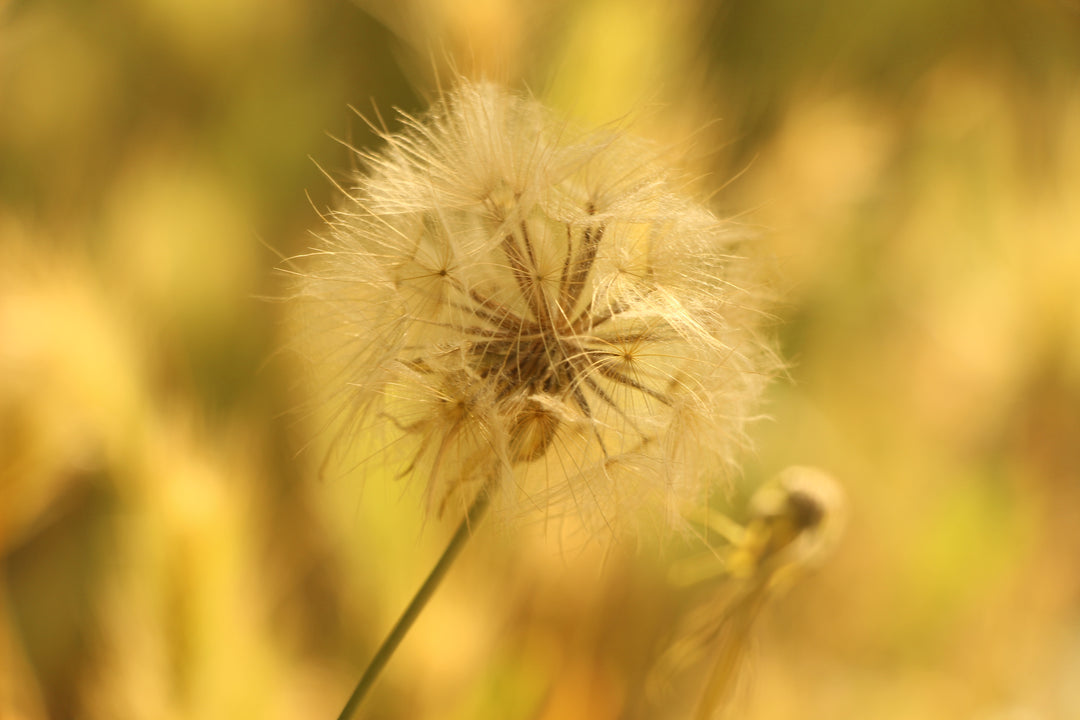 Series 1 of Blossoms of Hope: The Dandelion's Tale