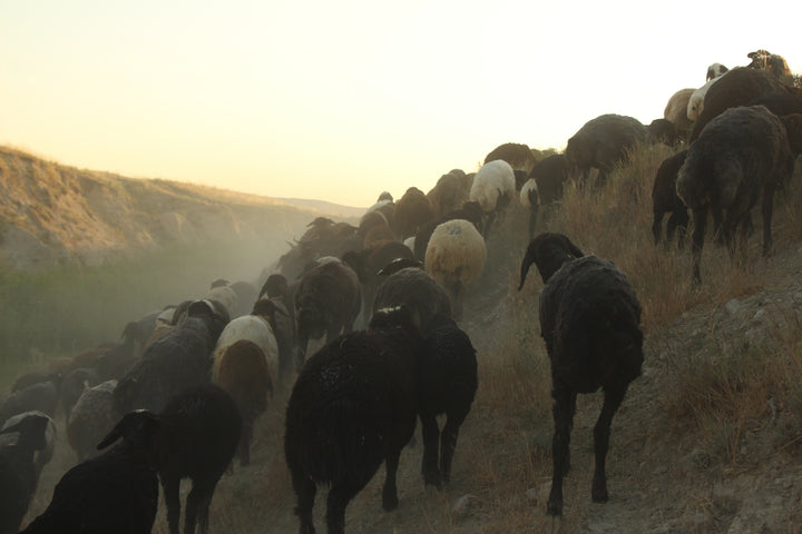 Pastoral Harmony: A Glimpse into Rural Life