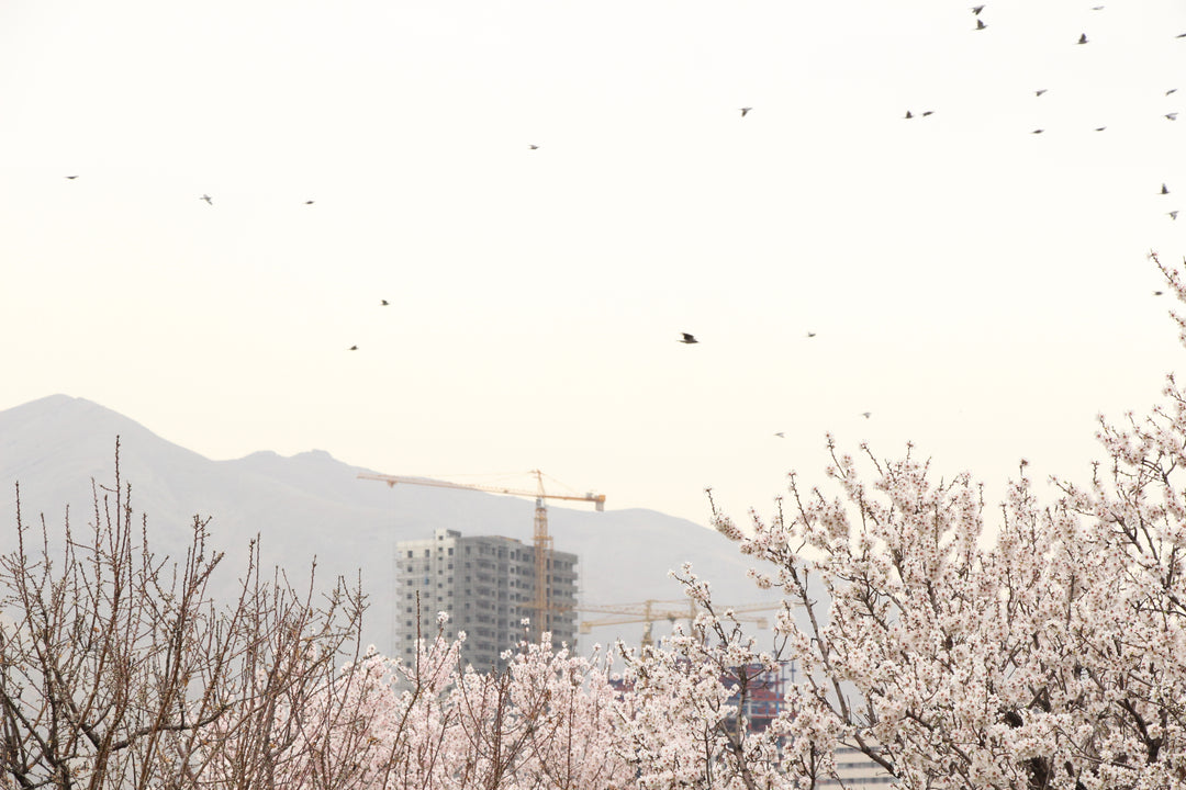 Urban Flora: Nature's Resilience in the Concrete Jungle