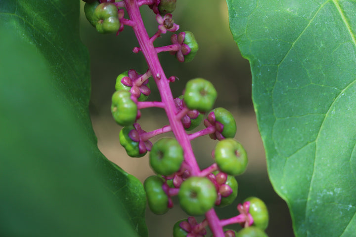 Nature's Enigma: A New Perspective on Bloom and Beyond