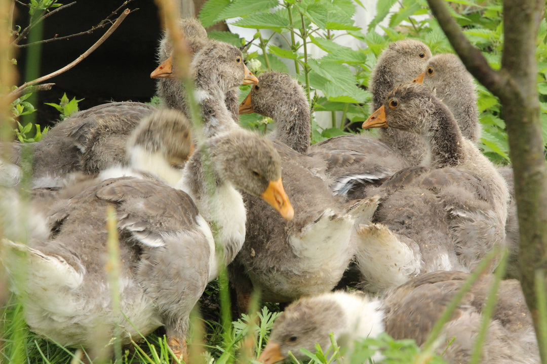 Series 3 of Avian Encounters: Birds in the Urban and Natural Worlds