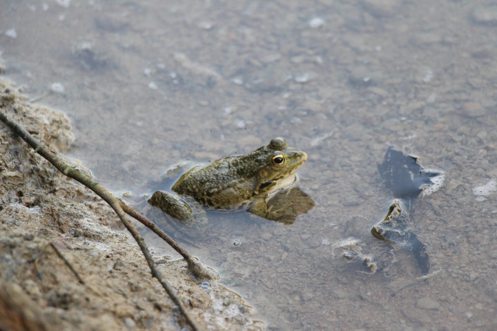 Echoes of the Pond: The Enigmatic World of Frogs