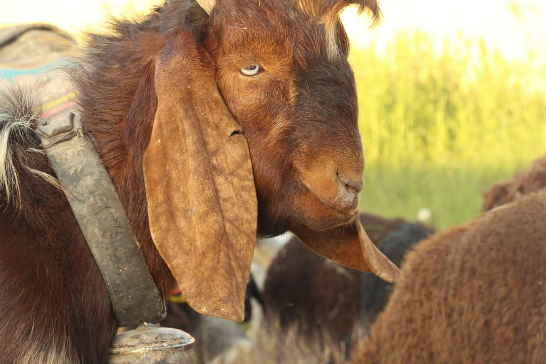 Pastoral Harmony: A Glimpse into Rural Life