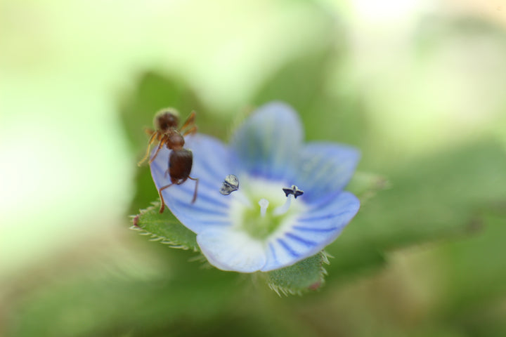 Series 9 of the Microcosmic Universe of Flowers and Bees