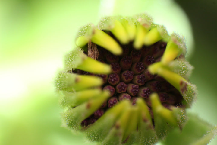 Series 8 of the Microcosmic Universe of Flowers and Bees