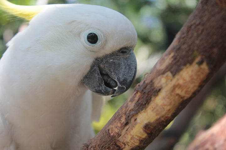 Series 2 of Avian Encounters: Birds in the Urban and Natural Worlds