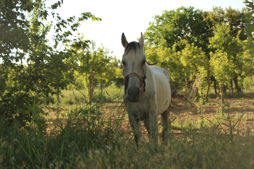 Pastoral Harmony: A Glimpse into Rural Life