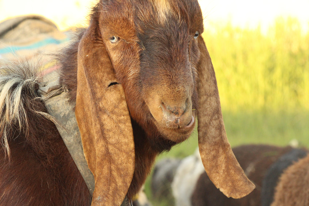 Pastoral Harmony: A Glimpse into Rural Life