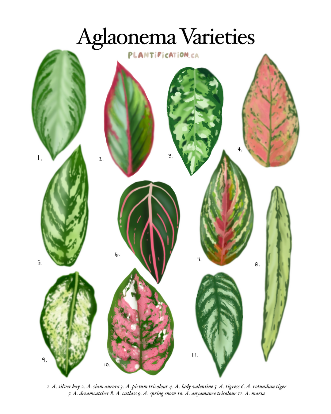 Aglaonema Varieties - Plant Identification Chart Digital Download