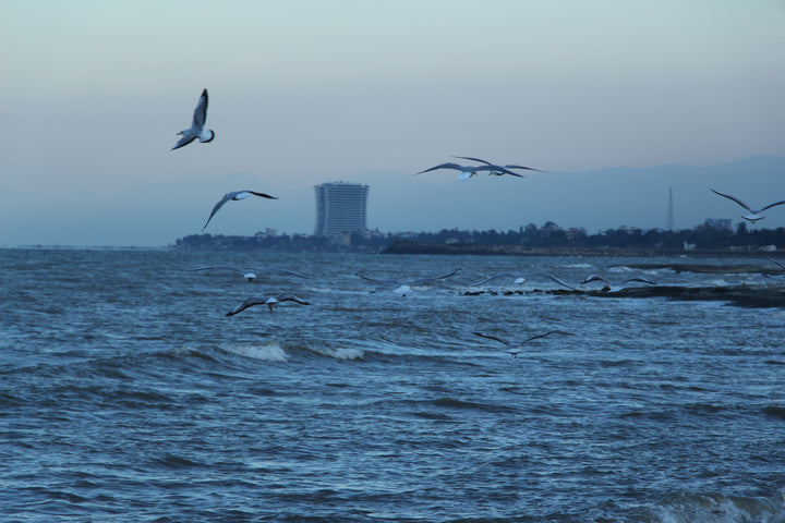 Series 10 of Avian Encounters: Birds in the Urban and Natural Worlds