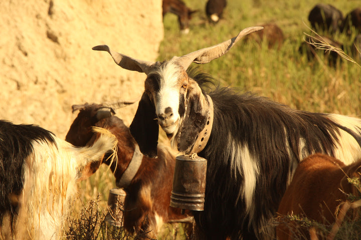 Pastoral Harmony: A Glimpse into Rural Life