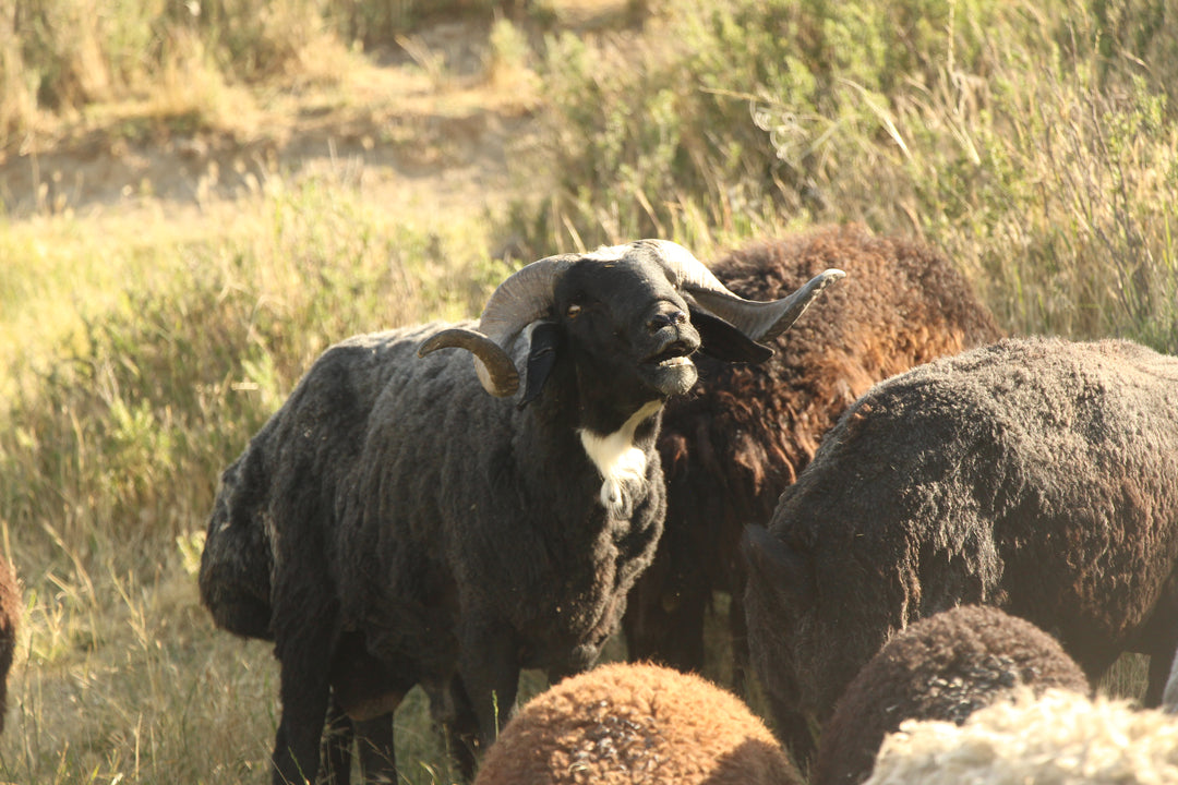 Pastoral Harmony: A Glimpse into Rural Life