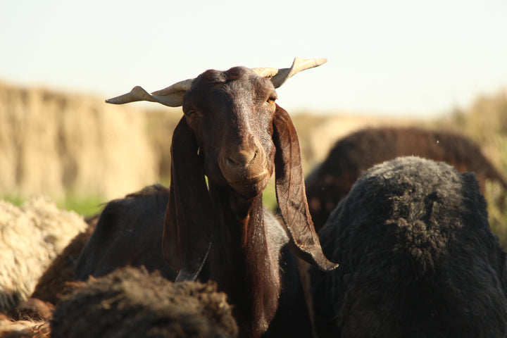 Pastoral Harmony: A Glimpse into Rural Life