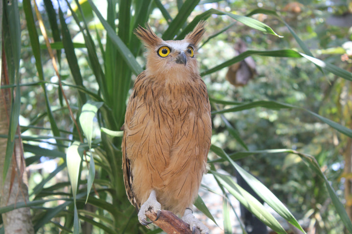 Avian Encounters: Birds in the Urban and Natural Worlds