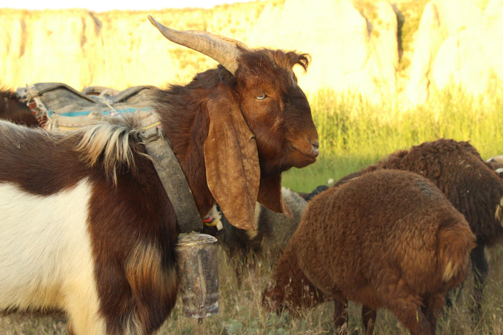 Pastoral Harmony: A Glimpse into Rural Life