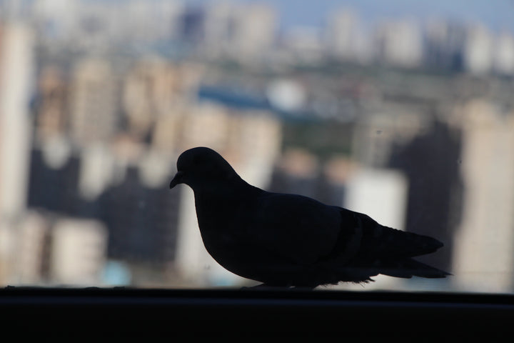 Series 4 of Avian Encounters: Birds in the Urban and Natural Worlds