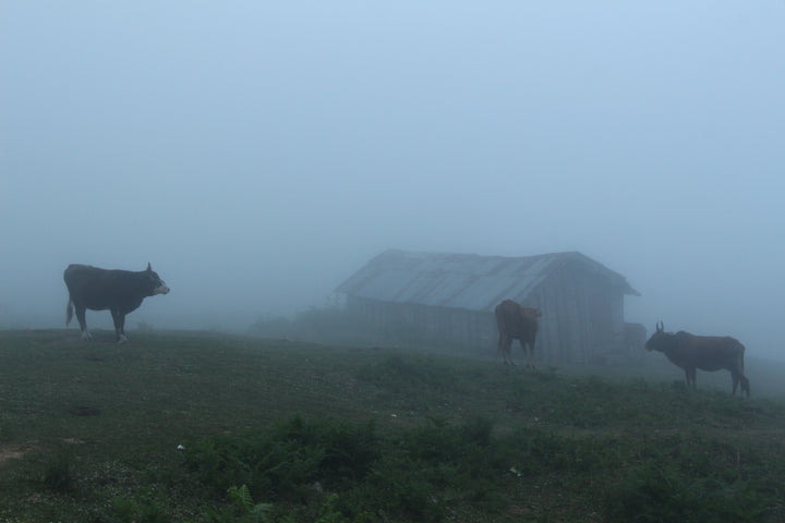 Pastoral Harmony: A Glimpse into Rural Life