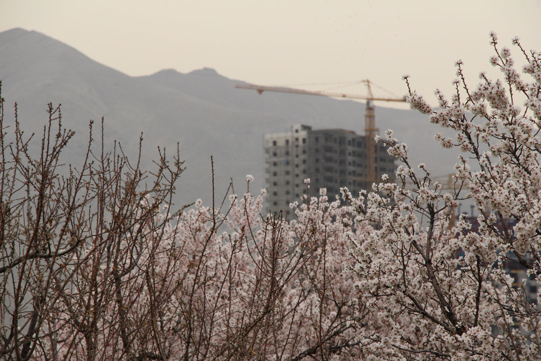 Urban Flora: Nature's Resilience in the Concrete Jungle