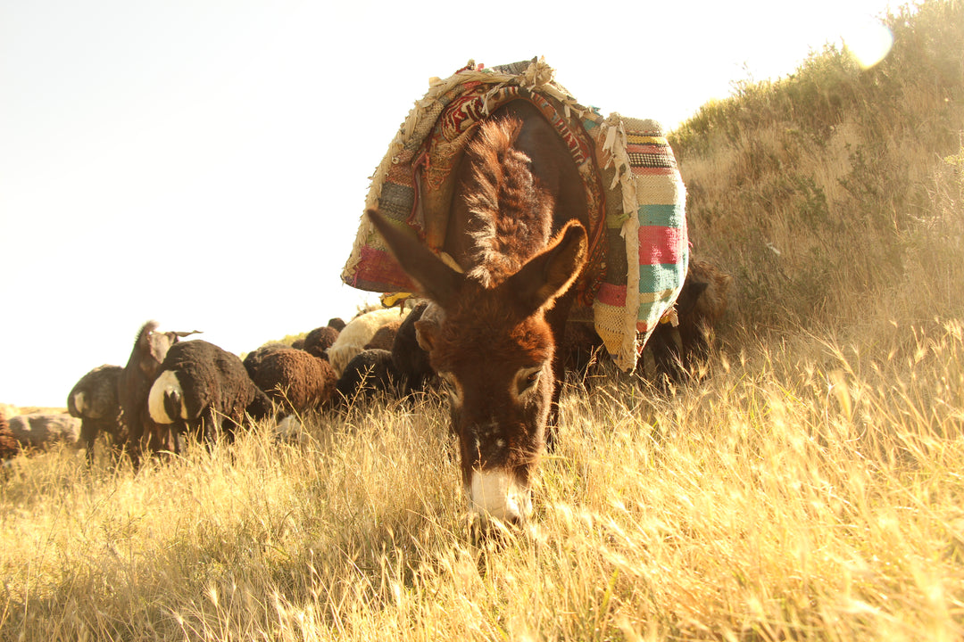 Pastoral Harmony: A Glimpse into Rural Life