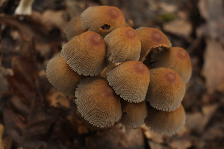 Enchanted Forest: A Mushroom Odyssey