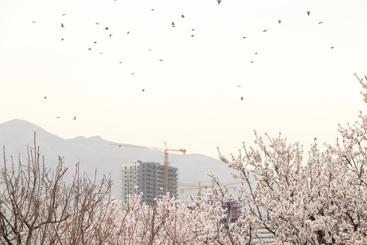 Urban Flora: Nature's Resilience in the Concrete Jungle