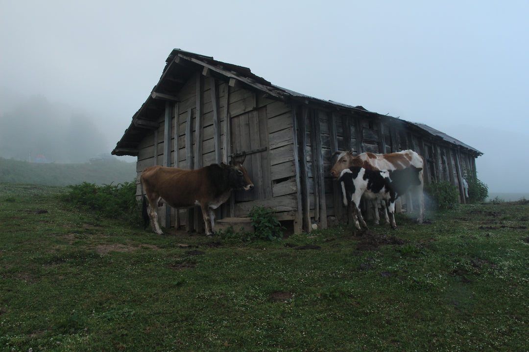 Pastoral Harmony: A Glimpse into Rural Life