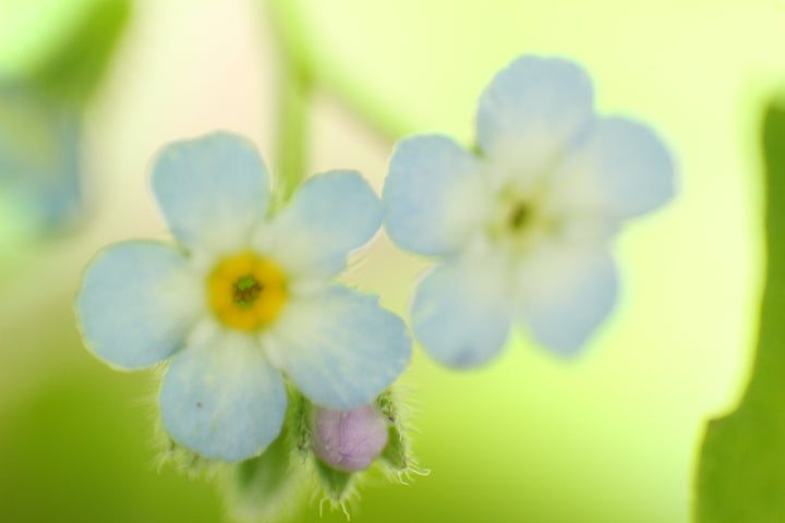 Series 13 of the Microcosmic Universe of Flowers and Bees