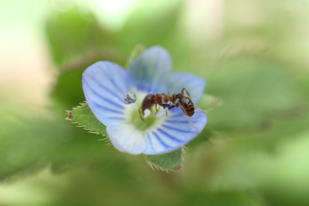 Series 9 of the Microcosmic Universe of Flowers and Bees