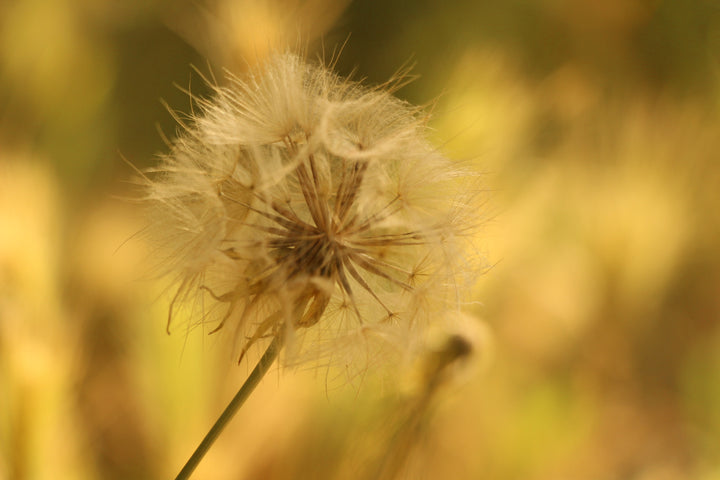 Series 1 of Blossoms of Hope: The Dandelion's Tale