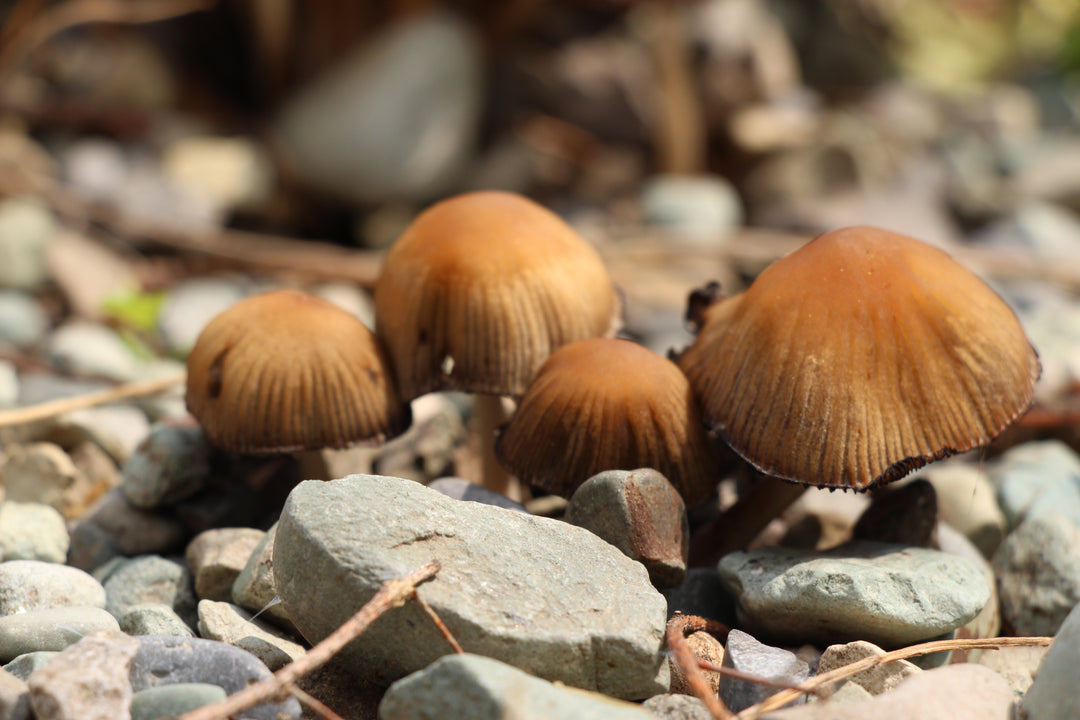 Enchanted Forest: A Mushroom Odyssey