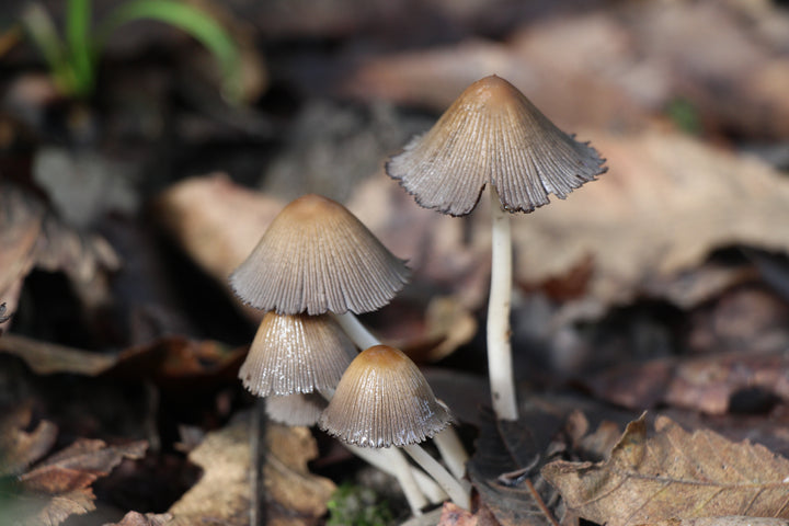 Series 2 of Enchanted Forest: A Mushroom Odyssey