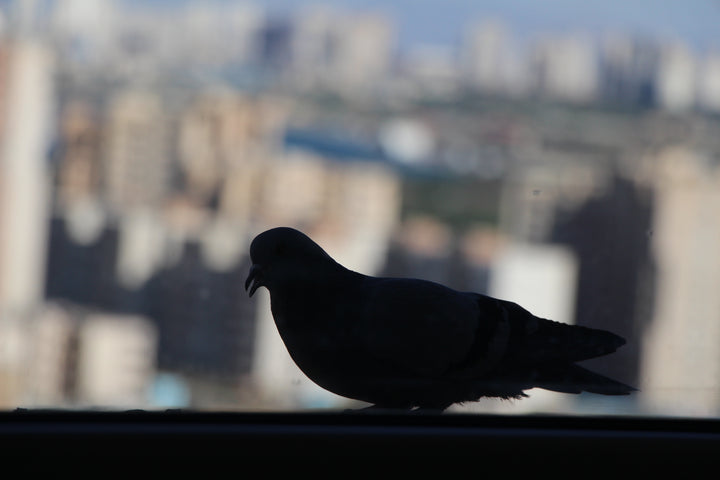 Series 4 of Avian Encounters: Birds in the Urban and Natural Worlds