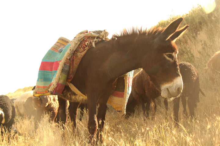 Pastoral Harmony: A Glimpse into Rural Life