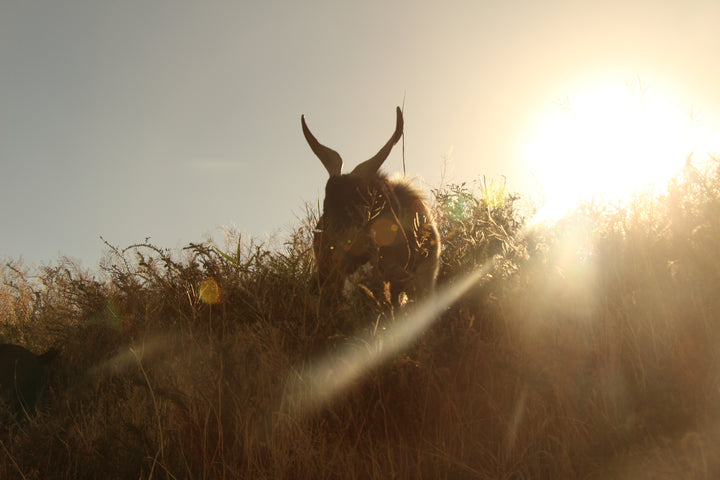 Pastoral Harmony: A Glimpse into Rural Life