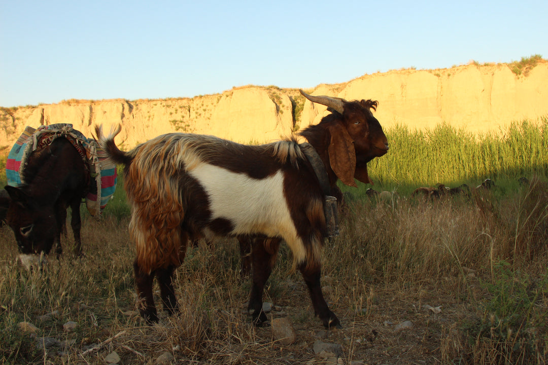 Pastoral Harmony: A Glimpse into Rural Life