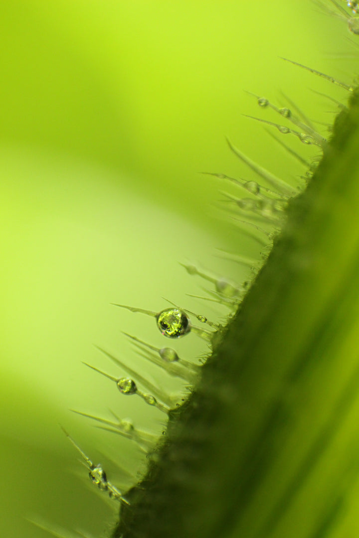 The Microcosmic Universe of Flowers and Bees