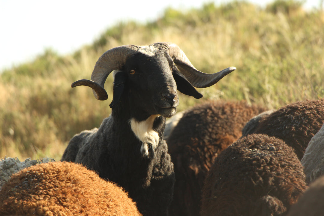 Pastoral Harmony: A Glimpse into Rural Life