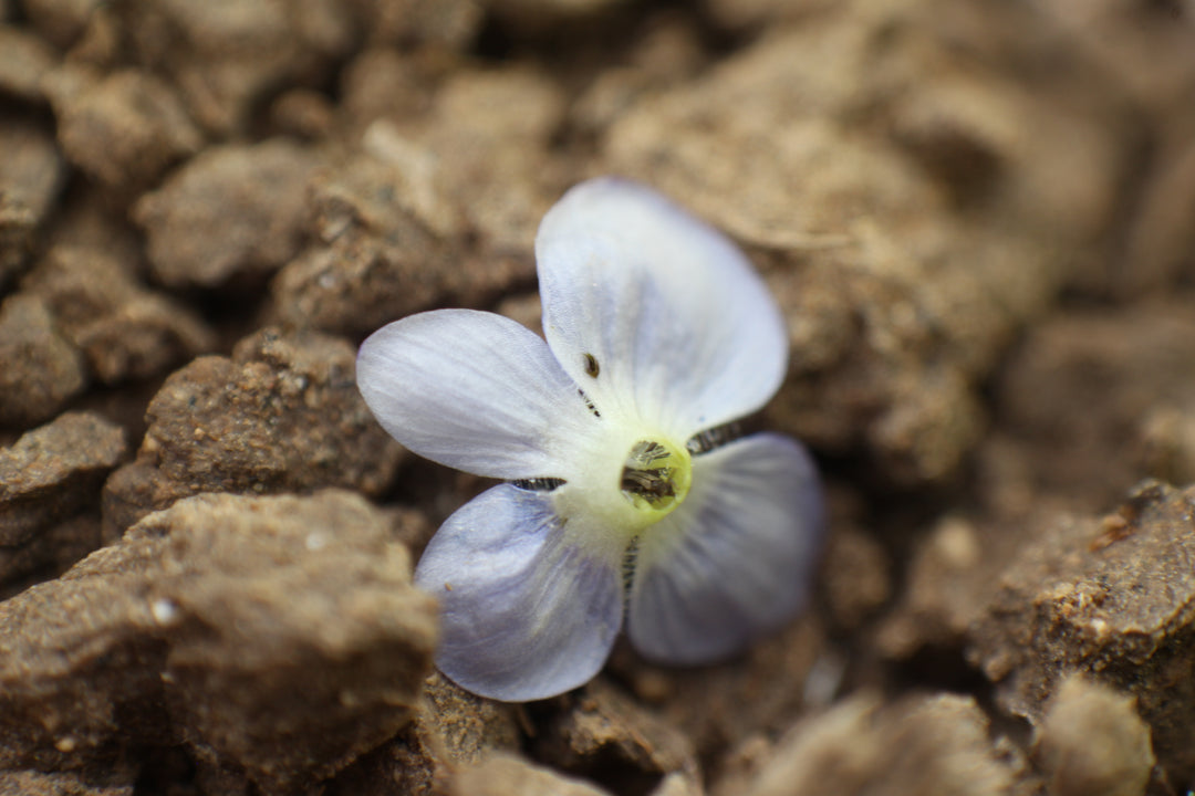 Series 12 of the Microcosmic Universe of Flowers and Bees