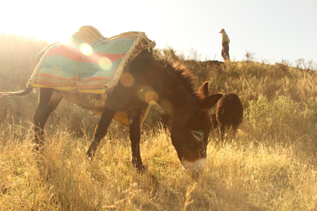 Pastoral Harmony: A Glimpse into Rural Life