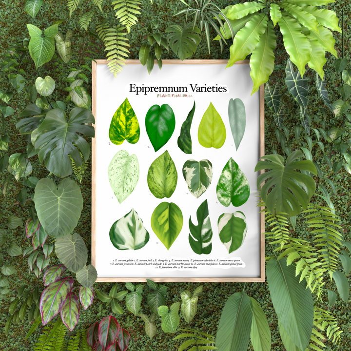 Epipremnum Varieties - Plant Identification Chart Digital Download