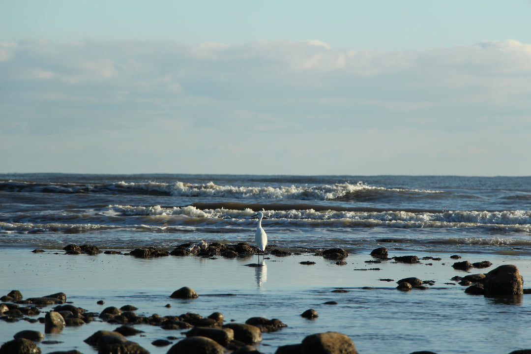 Series 8 of Avian Encounters: Birds in the Urban and Natural Worlds