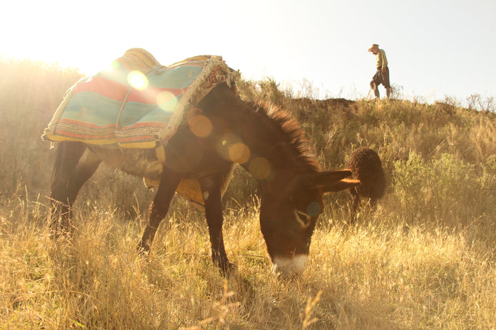 Pastoral Harmony: A Glimpse into Rural Life