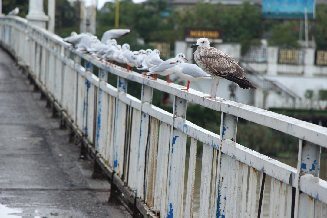 Series 6 of Avian Encounters: Birds in the Urban and Natural Worlds