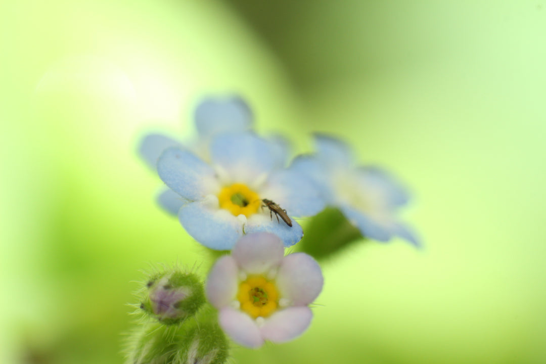 Series 17 of the Microcosmic Universe of Flowers and Bees