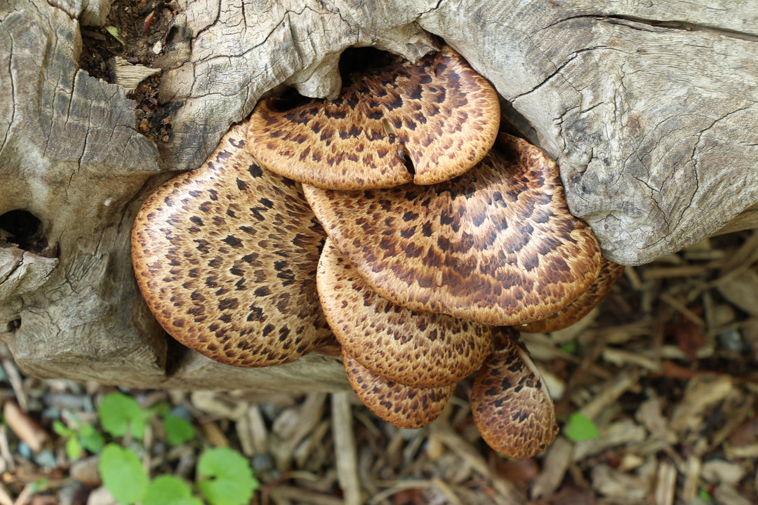 Enchanted Forest: A Mushroom Odyssey